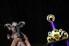 com-patas-ao-contrario-e-lingua-de-fora,-caozinho-vence-concurso-de-cachorro-mais-feio-do-mundo