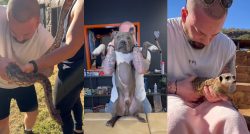 videos-de-quiropraxia-em-animais-viralizam-no-tiktok;-especialistas-avaliam-se-pratica-e-recomendada