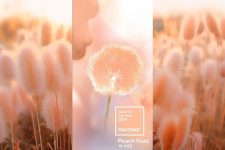 pantone-anuncia-‘peach-fuzz’,-um-tom-de-pessego,-como-cor-de-2024