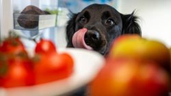 os-donos-de-pets-que-gastam-com-comida-‘de-gente’-para-seus-bichos