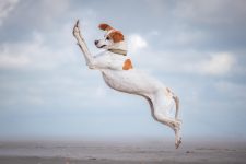 concurso-elege-a-melhor-foto-engracada-de-pets;-confira-as-imagens-finalistas-de-2024